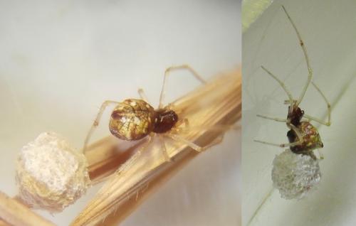 Réf. 233 047 : Neottiura uncinata